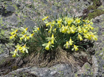 Narcís de muntanya (Narcissus pseudonarcissus) a la vall de Pédourrés.