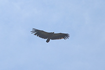 Un voltor sobrevolant el cim de l´Ori.