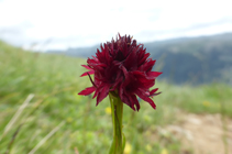 Estrella negra o nigritel·la, una orquídia típica de les pastures, de floració estiuenca.