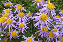 L´aster alpí, una bonica flor típica dels prats de substrat calcari.