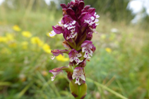 L´orquis socarrat, una altra orquídia típica dels prats.