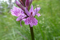 L´orquis maculat, una altra orquídia que podem trobar durant el recorregut.