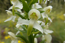 Botonets de gos, una bonica orquídia de flors amb olor de vainilla.