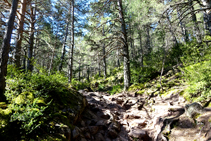 Bosc de pi roig pujant cap a coll de Reineres.