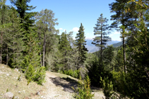 Camí de tornada al coll de Pallers.