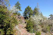 Clarianes enmig del bosc de pi roig.