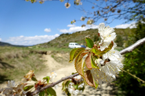 Cirerers florits arribant a coll de Pallers.