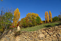 Mur de pedra seca i prat amb pollancres.