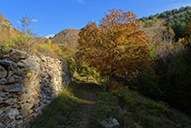 Mur de pedra seca i noguera.