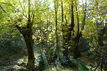 Freixes al torrent de Feló.