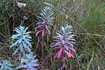 Lleteresa vera (<i>Euphorbia characias</i>).