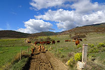 Seguim per un camí que es dirigeix al nord-oest. Atenció amb les vaques; cal no molestar-les.