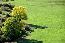 Freixes als marges dels camps.