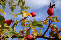 Gavarrons, els fruits del roser silvestre.