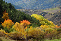 Pineda de pi roig i bosc planifoli a la capçalera del torrent de la Casot.