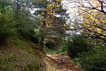 Entrem al bosc de pi roig amb boix i nogueres plantades i assilvestrades.