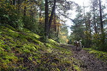 Tram de camí pel bosc, molt agradable.