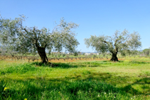 Camps d´oliveres i vinya.