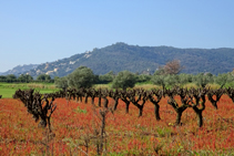 Calonge i el cultiu de la vinya.