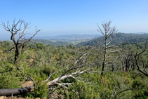 El bosc cremat del puig Cargol.