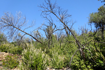 El sotabosc rebrota en el bosc cremat.