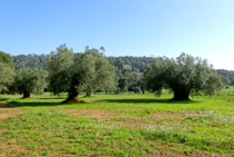 Oliveres centenàries a mas Ribot.