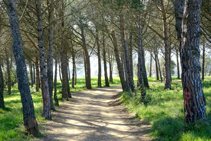 La pineda mediterrània.