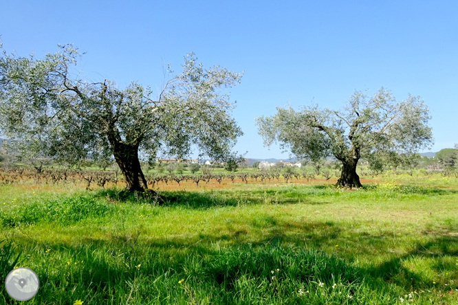 Puig Cargol i la plana calongina 1 