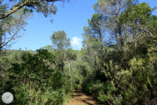 Puig Cargol i la plana calongina 1 