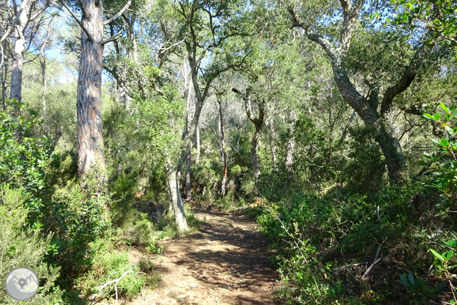 Puig Cargol i la plana calongina 1 