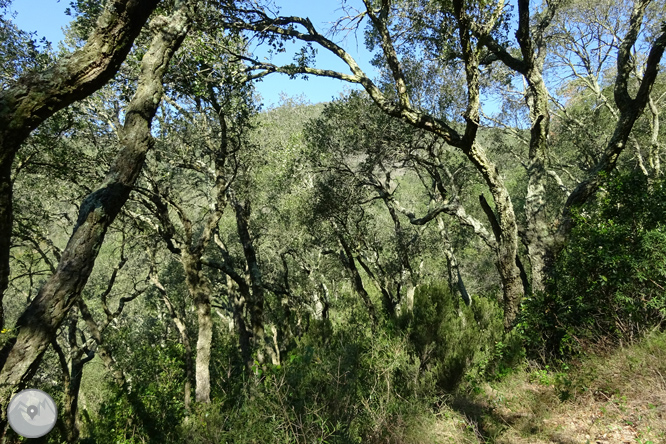 Puig Cargol i la plana calongina 1 