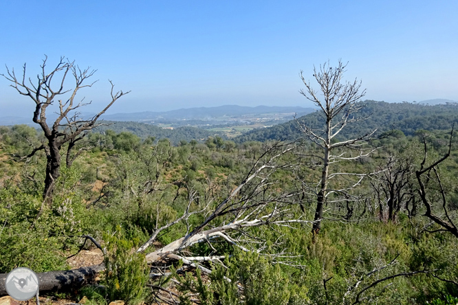 Puig Cargol i la plana calongina 1 