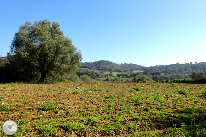 Puig Cargol i la plana calongina 1 