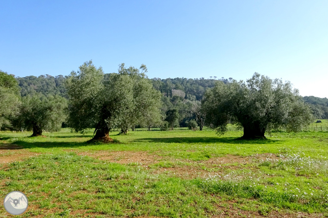 Puig Cargol i la plana calongina 1 