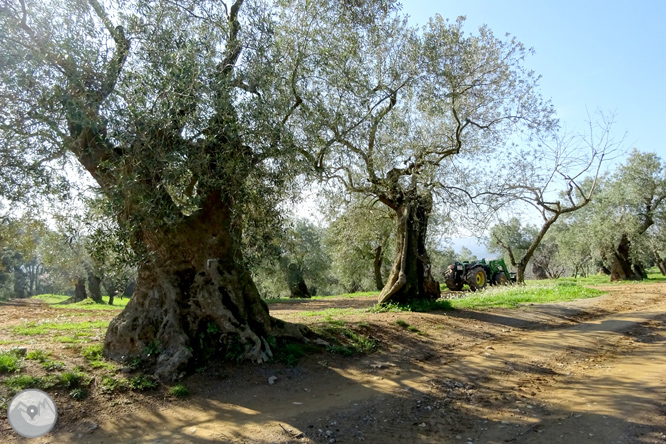 Puig Cargol i la plana calongina 1 