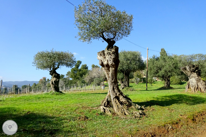 Puig Cargol i la plana calongina 1 