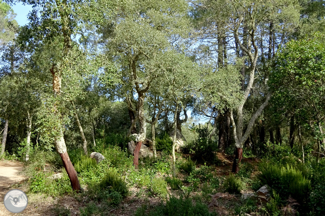 Puig de Cadiretes (519m) a l