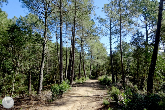 Puig de Cadiretes (519m) a l