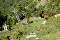 Grup de cavalls descansant en una petita clariana entre ginebrons i pins negres.