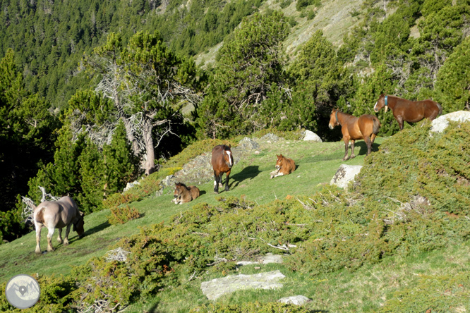 Puigpedrós (2.915m) per Engorgs des del refugi de Malniu 1 