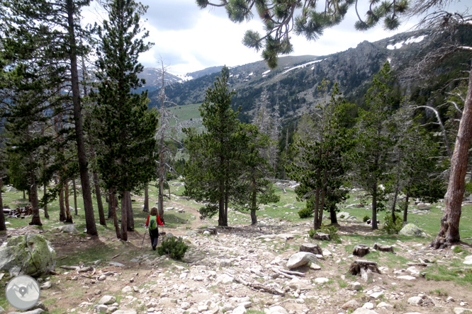 Puigpedrós (2.915m) per Engorgs des del refugi de Malniu 1 