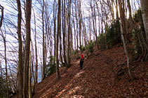 La fageda del camí del Pas dels Burros.