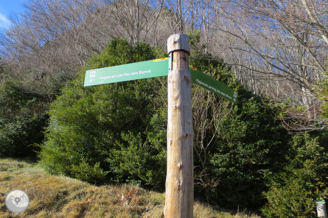 Puigsacalm (1.515m) i Puig dels Llops (1.486m) des de Joanetes 1 