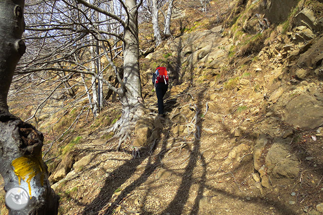 Puigsacalm (1.515m) i Puig dels Llops (1.486m) des de Joanetes 1 