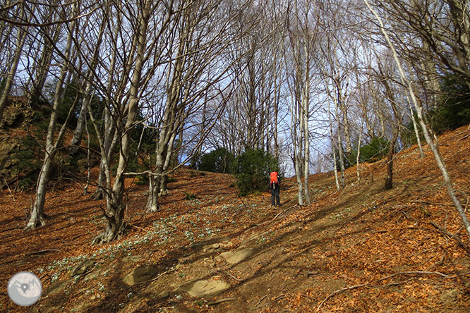 Puigsacalm (1.515m) i Puig dels Llops (1.486m) des de Joanetes 1 