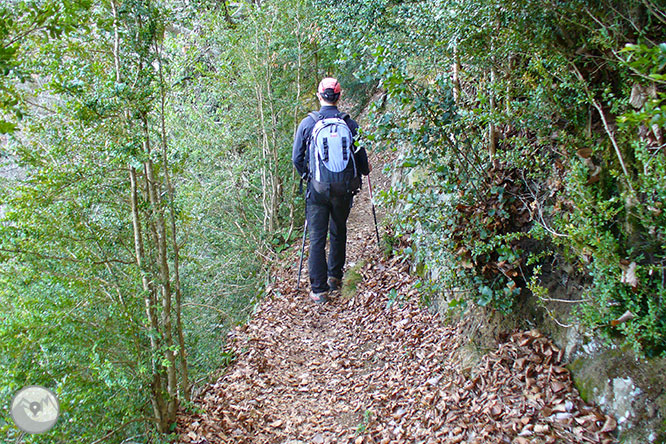 Puigsacalm (1.515m) i Puig dels Llops (1.486m) des de Joanetes 1 