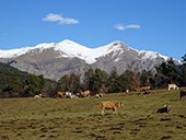 Per Campelles i Ribes de Freser sota la mirada del Taga