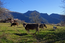 Ramats de vaques pasturant al Baell.