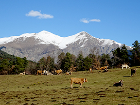 Per Campelles i Ribes de Freser sota la mirada del Taga