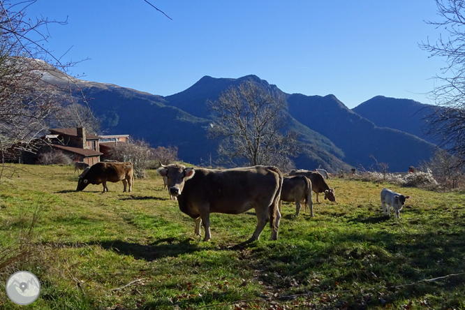 Per Campelles i Ribes de Freser sota la mirada del Taga 1 